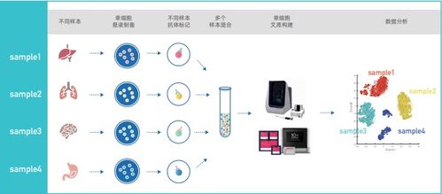 單細(xì)胞混樣測序價格與品牌分析——丁香通官網(wǎng)網(wǎng)絡(luò)技術(shù)服務(wù)指南